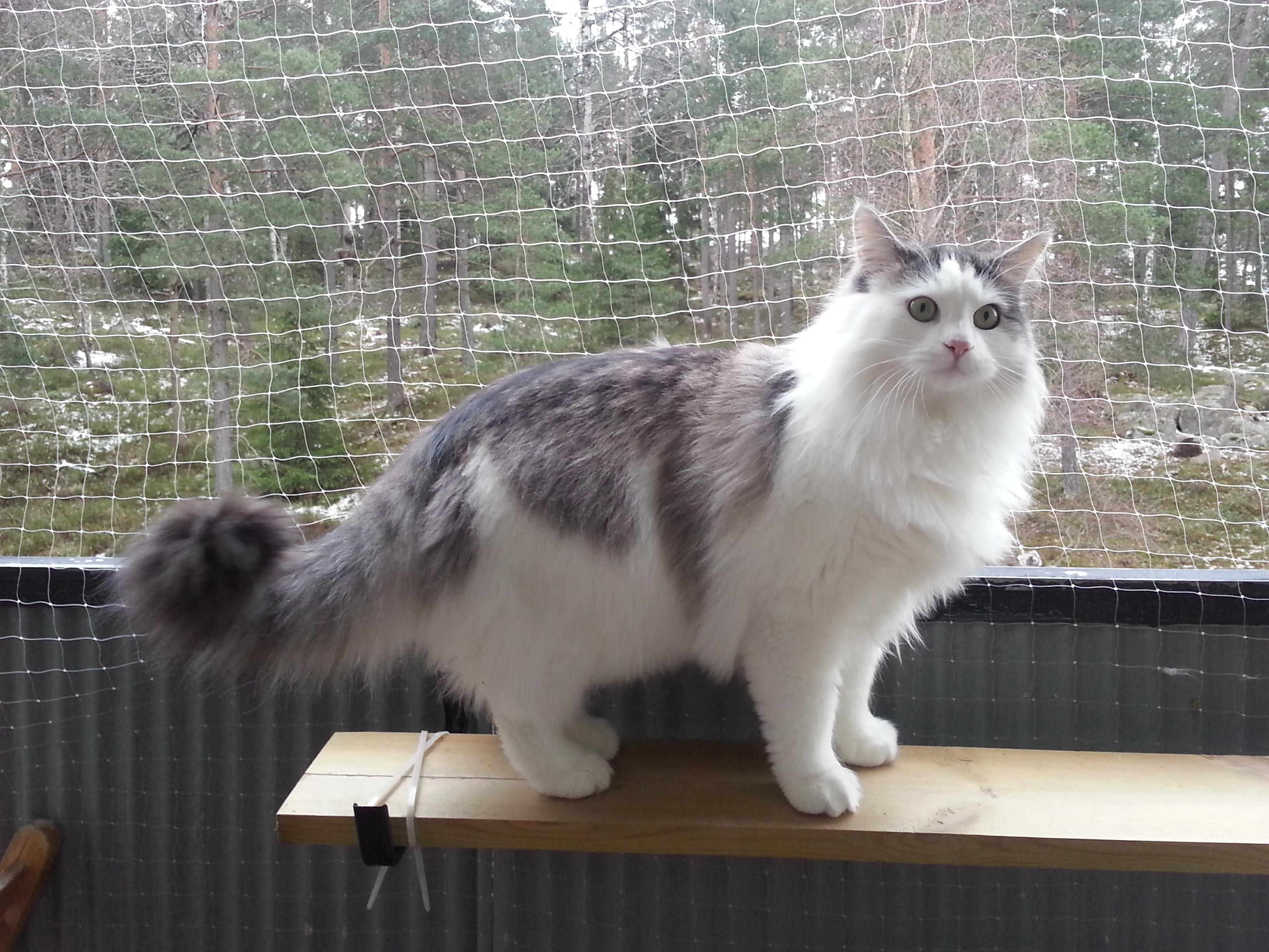sibirisk katt Oskar